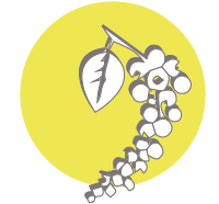 blackpepper