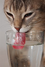 liquid vitamins for cats