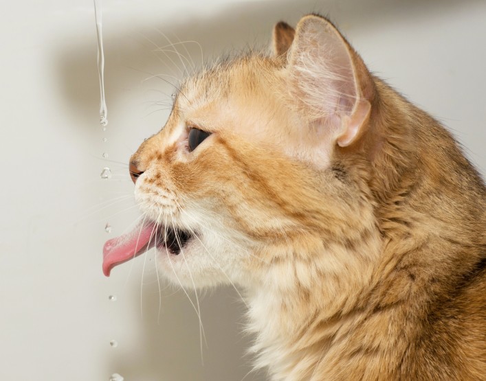 liquid vitamins for cats