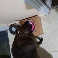 Petvim User Testimonial Pic